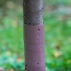 Osłonka do drzewek - spirala - fi 3,5 x 60 cm - 3 
