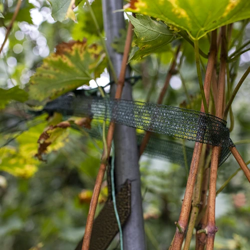 Taśma do podwiązywania roślin PE 3 cm x 50 m - 4 ['taśma do wiązania', ' taśma do mocowania', ' taśma ogrodnicza', ' podwiązywanie roślin']